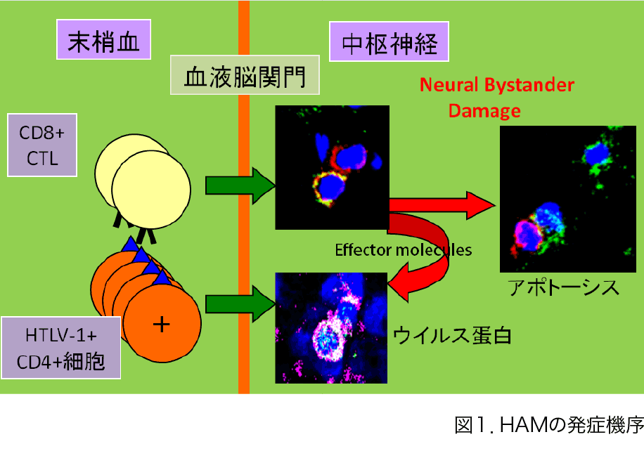 図１．HAMの発症機序